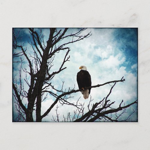 Bald Eagle in a Tree With Blue Sky and Clouds Postcard