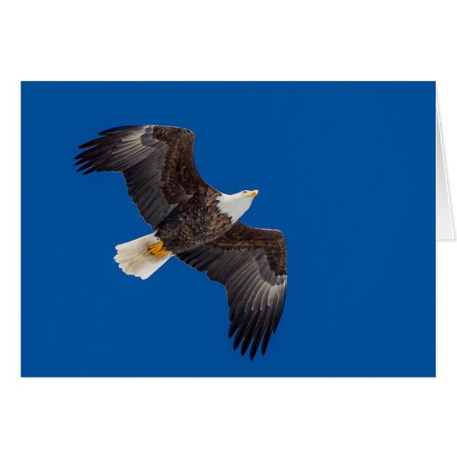 Bald Eagle In Blue Sky Cards (Front Horizontal)
