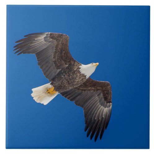 Bald Eagle In Blue Sky Ceramic Tile