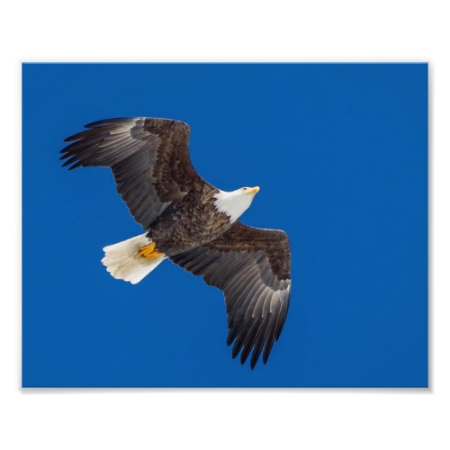 Bald Eagle In Blue Sky Photo Print