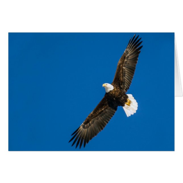 Bald Eagle In Clear Blue Sky Cards (Front Horizontal)