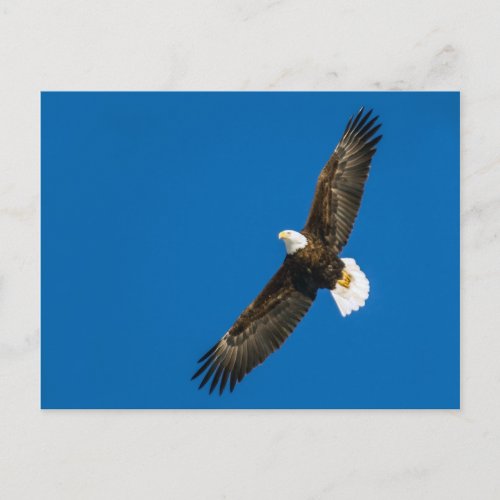 Bald Eagle In Clear Blue Sky Postcard