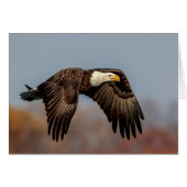 Bald Eagle in flight (Front Horizontal)