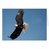 Bald Eagle in Flight (Front Horizontal)