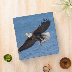 Bald eagle in flight 3 ring binder
