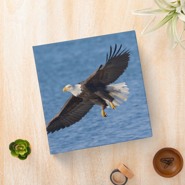 Bald eagle in flight 3 ring binder (In Situ)