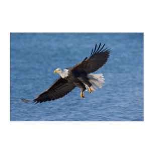 Bald eagle in flight acrylic print