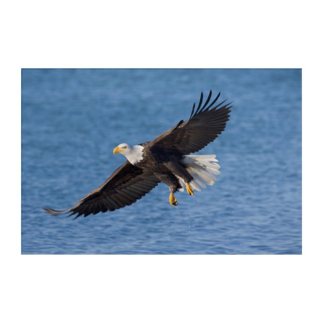 Bald eagle in flight acrylic print (Front)