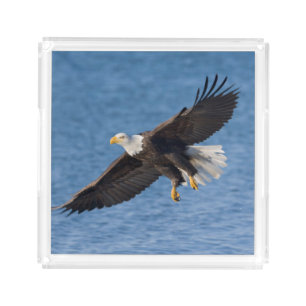 Bald eagle in flight acrylic tray