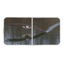 Bald Eagle in Flight