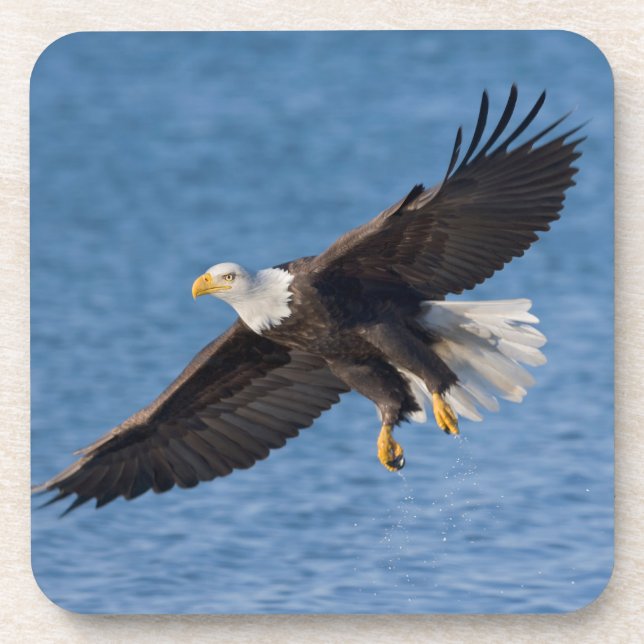 Bald eagle in flight beverage coaster (Front)