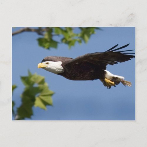 Bald Eagle in Flight Blue Sky Postcard