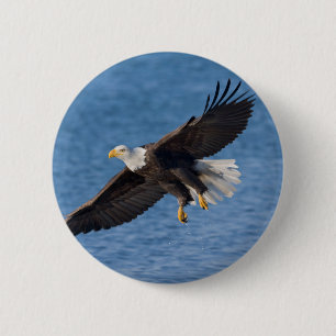 Bald eagle in flight button