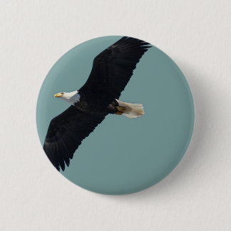 bald eagle in flight button
