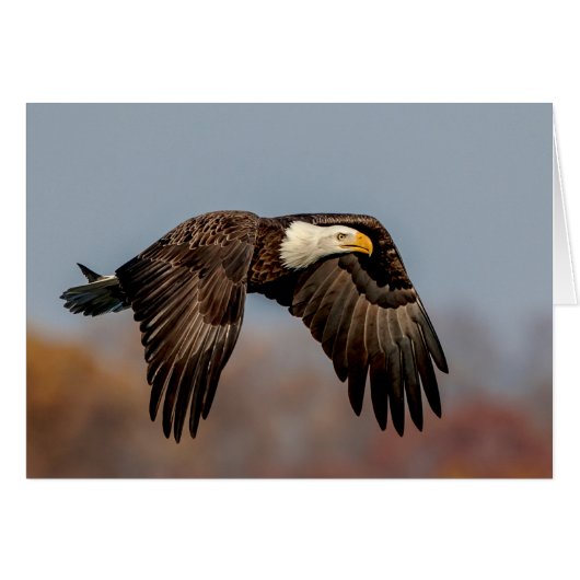 Bald Eagle in flight Cards (Front Horizontal)