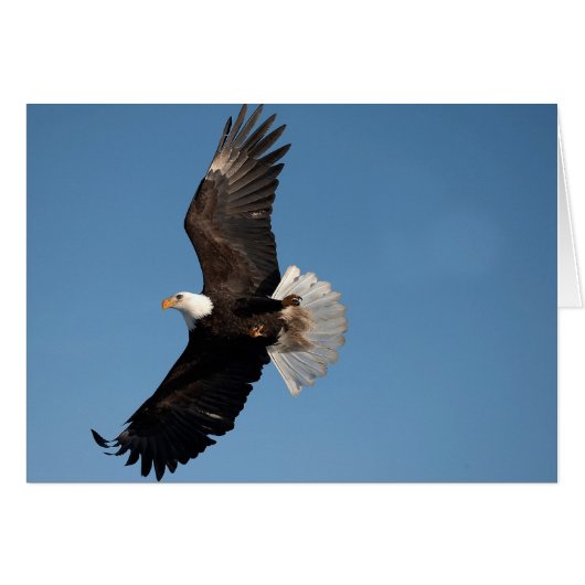 Bald Eagle in Flight Cards (Front Horizontal)