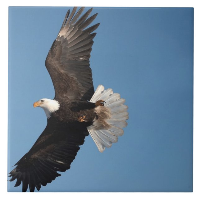 Bald Eagle in Flight Ceramic Tile (Front)