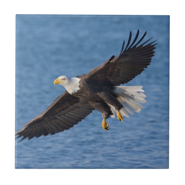 Bald eagle in flight ceramic tile (Front)