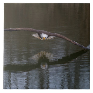 Bald Eagle in Flight Ceramic Tile
