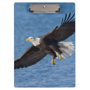Bald eagle in flight clipboard