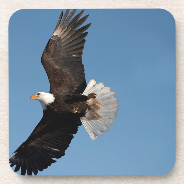 Bald Eagle in Flight Drink Coaster (Front)