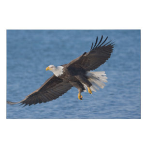 Bald eagle in flight faux canvas print