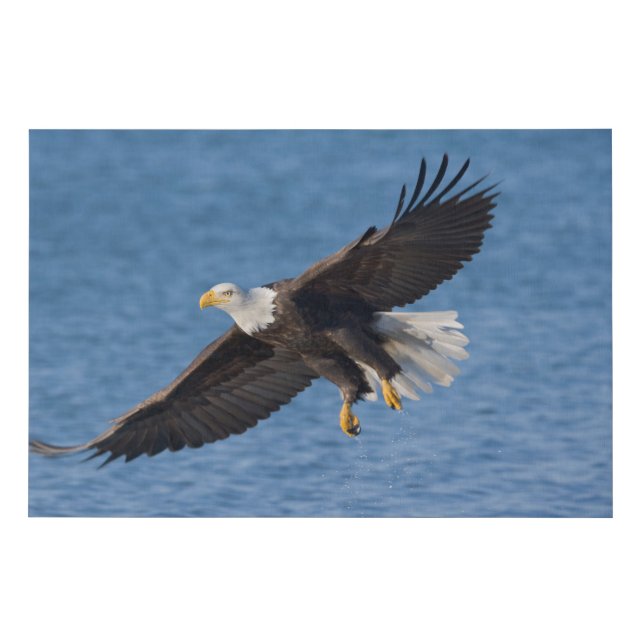 Bald eagle in flight faux canvas print (Front)
