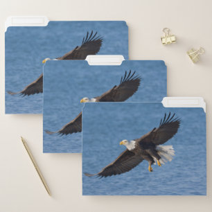 Bald eagle in flight file folder