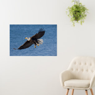 Bald eagle in flight foam board
