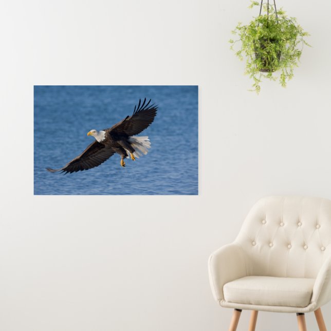 Bald eagle in flight foam board (In Situ (Wall))