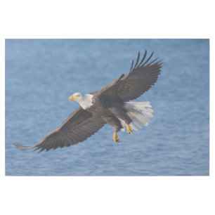 Bald eagle in flight gallery wrap