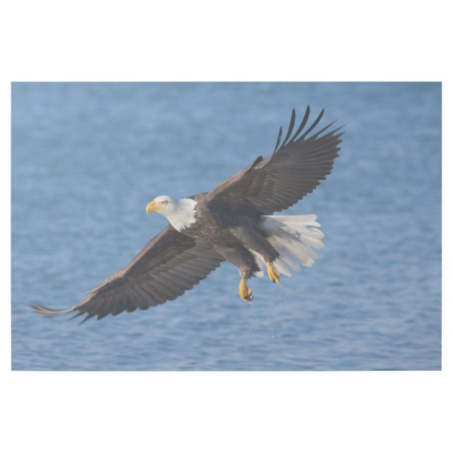 Bald eagle in flight gallery wrap (Front)