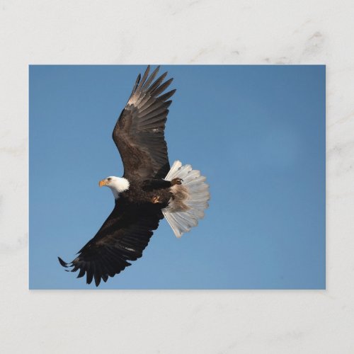 Bald Eagle in Flight Haliaeetus leucocephalus 2 Postcard
