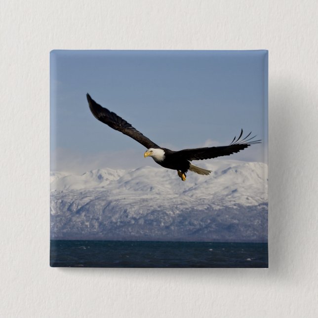 Bald Eagle in Flight, Haliaeetus leucocephalus, 3 Pinback Button (Front)