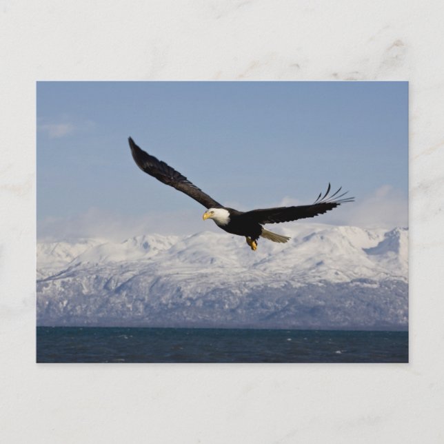 Bald Eagle in Flight, Haliaeetus leucocephalus, 3 Postcard (Front)