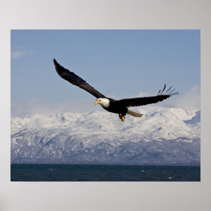 Bald Eagle in Flight, Haliaeetus leucocephalus, 3 Print