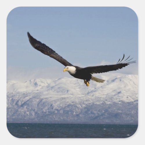 Bald Eagle in Flight Haliaeetus leucocephalus 3 Square Sticker