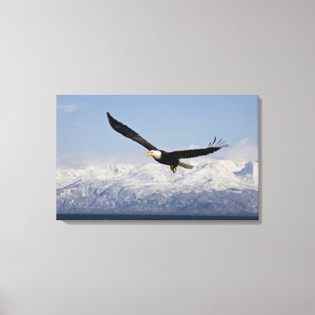 Bald Eagle in Flight, Haliaeetus leucocephalus, 4 Canvas Print (Front)