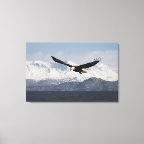 Bald Eagle in Flight Haliaeetus leucocephalus Canvas Print