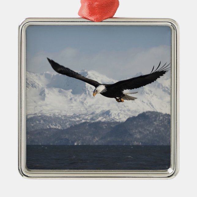 Bald Eagle in Flight, Haliaeetus leucocephalus, Metal Ornament (Front)