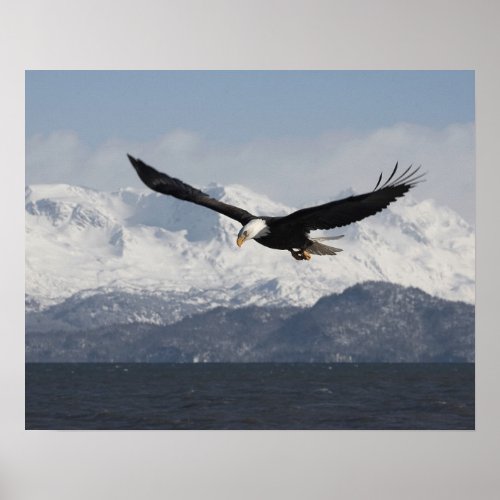 Bald Eagle in Flight Haliaeetus leucocephalus Poster