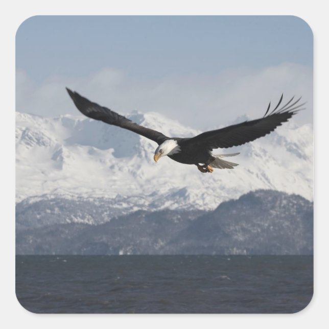 Bald Eagle in Flight, Haliaeetus leucocephalus, Square Sticker (Front)