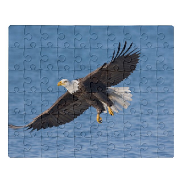 Bald eagle in flight jigsaw puzzle (Puzzle Horizontal)