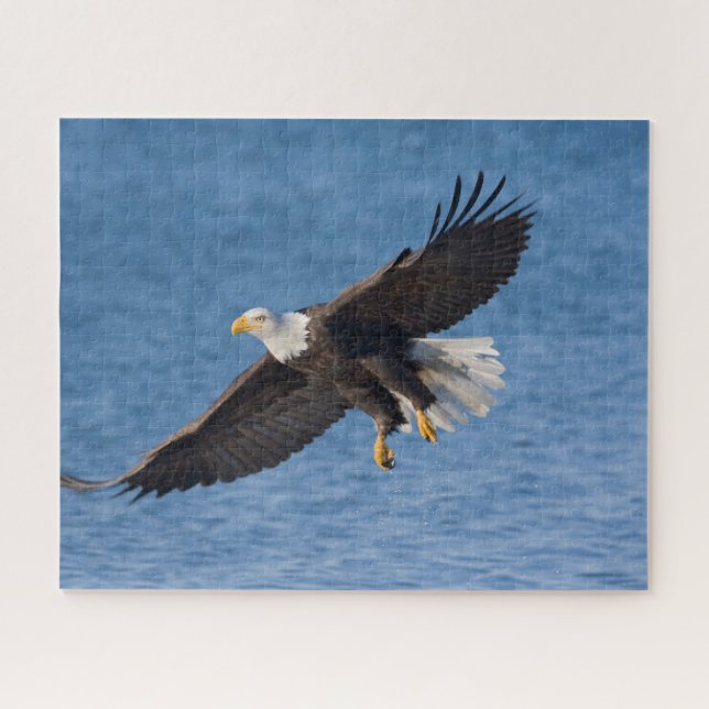 Bald eagle in flight jigsaw puzzle (Horizontal)