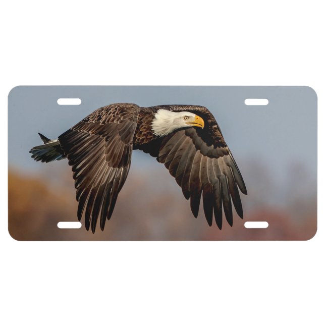 Bald Eagle in flight License Plate (Front)