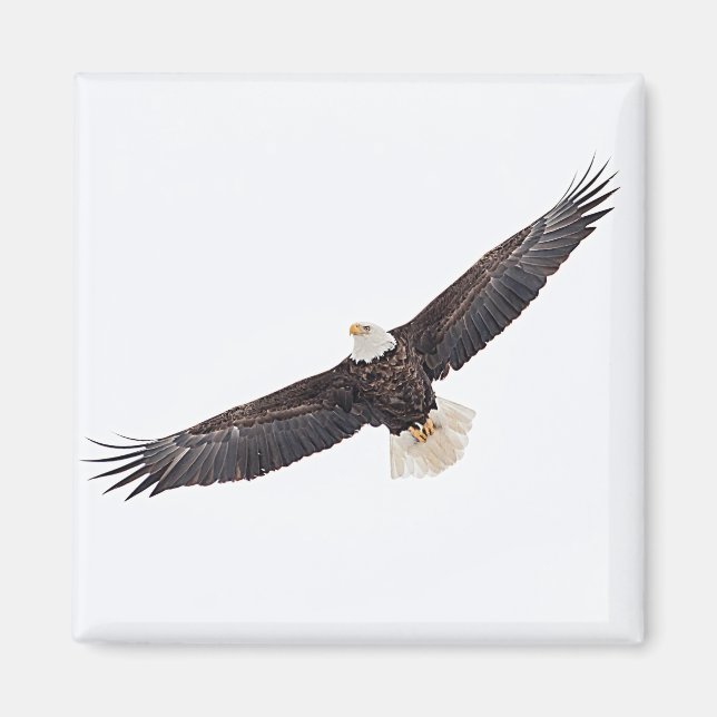 Bald Eagle in flight Magnet (Front)