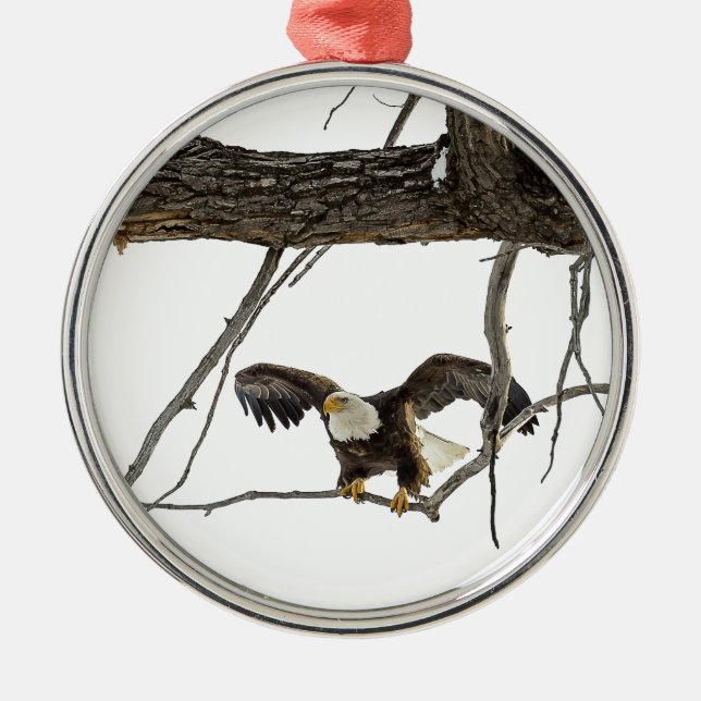 Bald Eagle in Flight Metal Ornament (Front)