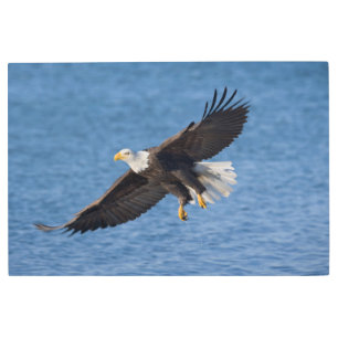 Bald eagle in flight metal print