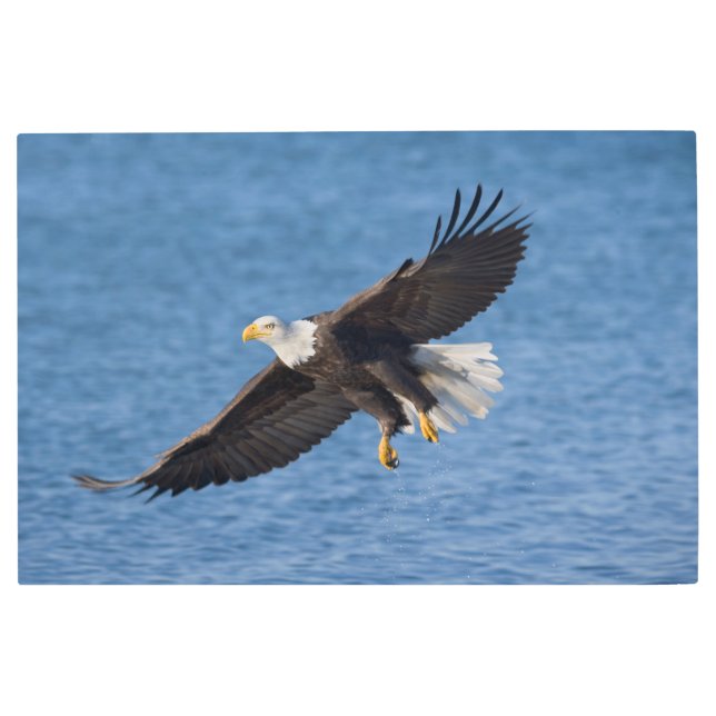 Bald eagle in flight metal print (Front)