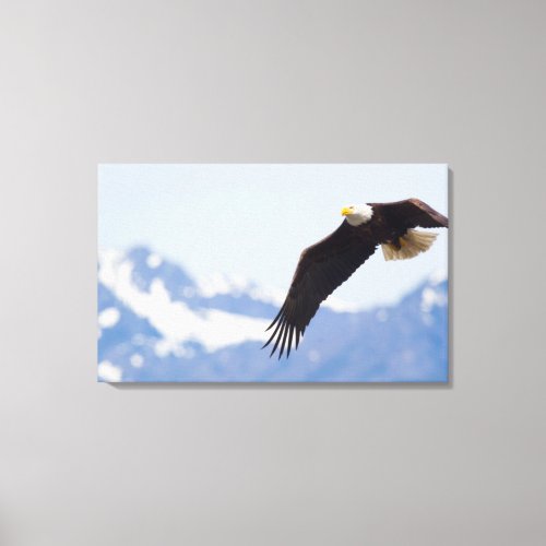 Bald Eagle in Flight Olympic Mountains Canvas Print